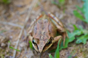 アカガエル