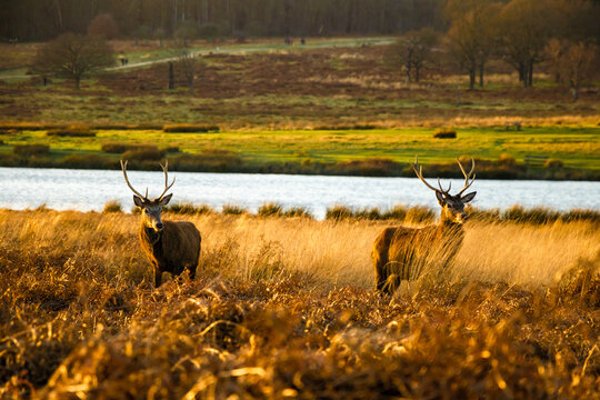 Deer In The Field