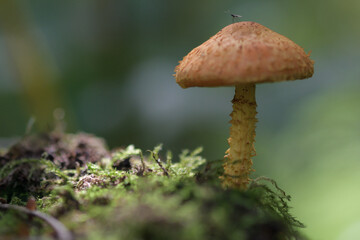 mushroom in the forest