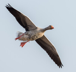 Gans im Flug