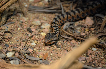 An aspic viper snaking across sandy ground.