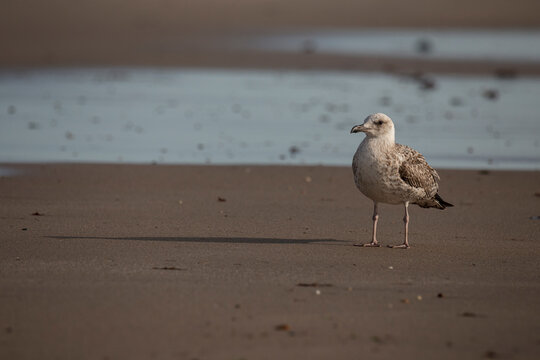 One seagull looking for food in the low tide sea at coastline beach.