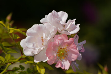 This pink climbing rose with very open flowers is called Open Arms.