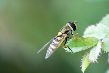 fly on leaf