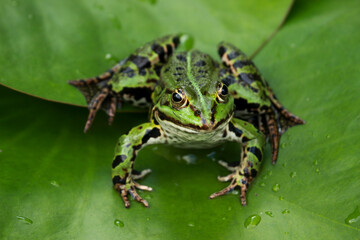 frog on leaf