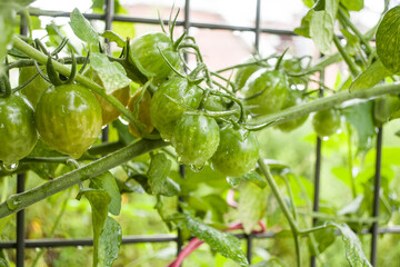 Fresh and organic cherry tomatoes in the garden with rain drops.