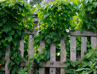Old garden fence overgrown with creepers.