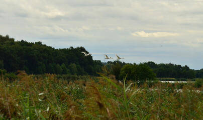 Łabędzie w locie.  © zibi