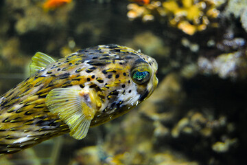 Obraz premium prickly balloonfish - Diodon holocanthus with its sensationally beautiful colorful eyes.