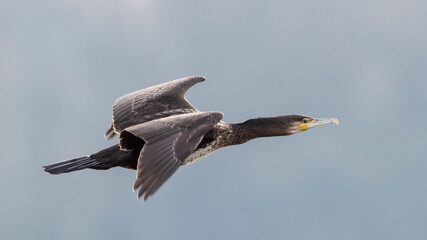 Kormoran