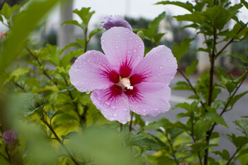 Rose of Sharon in purple and mauve on rainy day.