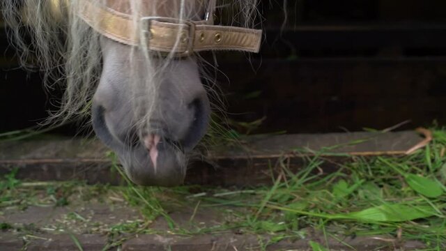 horse mouth close up eating inside stable in slow motion