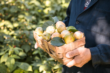 Harvest fresh yellow and red plums in summer. A senior man holds a bascket  of plums. Sunny day in August.