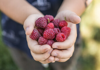 Red raspberries in the hand.
