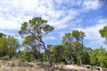 Fototapeta na wymiar Pine tree forest and blue sky