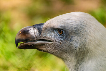 White-headed vulture. A large adult from the order Falconiformes and the family of hawks. Interesting animal feeds on carrion and raw meat, close-up