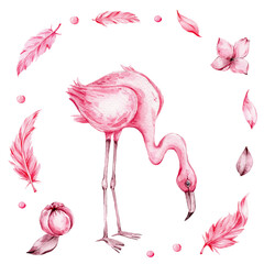 Pink flamingo in circle frame of feathers, leaves and flowers; watercolor hand draw illustration; can be used for cards or invitations; with white isolated background