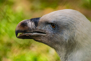 White-headed vulture. A large adult from the order Falconiformes and the family of hawks. Interesting animal feeds on carrion and raw meat, close-up