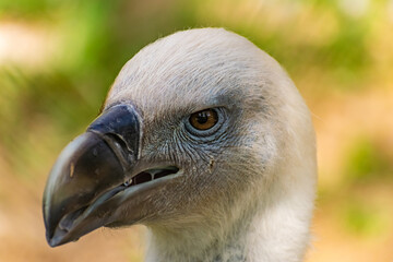White-headed vulture. A large adult from the order Falconiformes and the family of hawks. Interesting animal feeds on carrion and raw meat, close-up