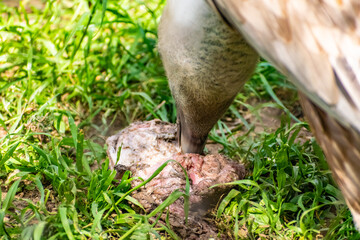 White-headed vulture. A large adult from the order Falconiformes and the family of hawks. Interesting animal feeds on carrion and raw meat, close-up