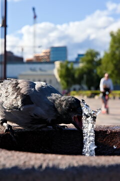 Thirsty hooded crow drinking water from a public spring in the summer heat.