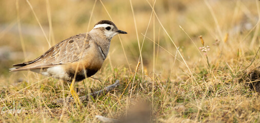 A dotterel (Charadrius morinellus) during its migration in Catalonia