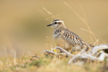 A dotterel (Charadrius morinellus) during its migration in Catalonia