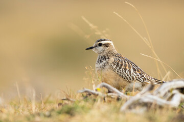 A dotterel (Charadrius morinellus) during its migration in Catalonia