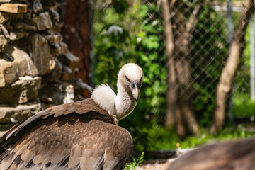 White-headed vulture. A large adult from the order Falconiformes and the family of hawks. Interesting animal feeds on carrion and raw meat, close-up