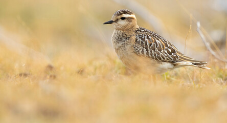 A dotterel (Charadrius morinellus) during its migration in Catalonia