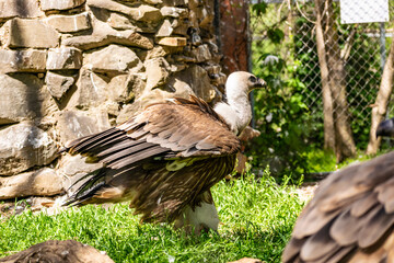 White-headed vulture. A large adult from the order Falconiformes and the family of hawks. Interesting animal feeds on carrion and raw meat, close-up