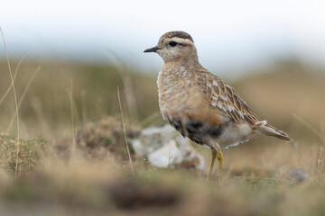 A dotterel (Charadrius morinellus) during its migration in Catalonia