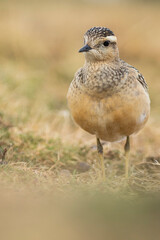 A dotterel (Charadrius morinellus) during its migration in Catalonia