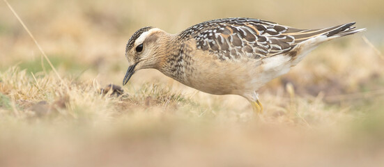 A dotterel (Charadrius morinellus) during its migration in Catalonia