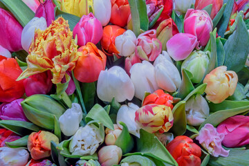 Background of beautiful flowers. Tulips. Close up.