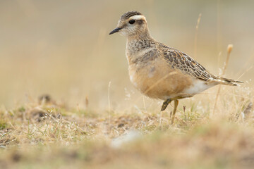 A dotterel (Charadrius morinellus) during its migration in Catalonia