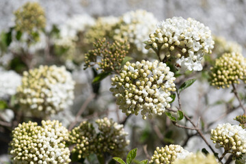 Blühender Schneeball