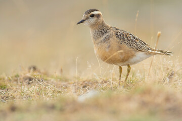 A dotterel (Charadrius morinellus) during its migration in Catalonia