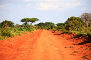 Landscape in Tsavo National Park, Kenya Africa