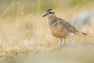 A dotterel (Charadrius morinellus) during its migration in Catalonia
