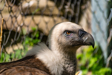 White-headed vulture. A large adult from the order Falconiformes and the family of hawks. Interesting animal feeds on carrion and raw meat, close-up