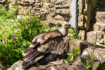 White-headed vulture. A large adult from the order Falconiformes and the family of hawks. Interesting animal feeds on carrion and raw meat, close-up
