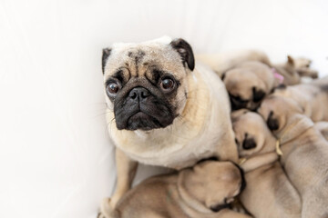 Obraz premium A tired pug dog feeds his puppies with milk.