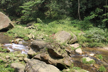 stream in the forest