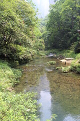 river in the forest