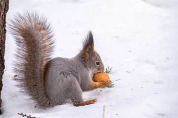 The squirrel sits on white snow with nut in winter.