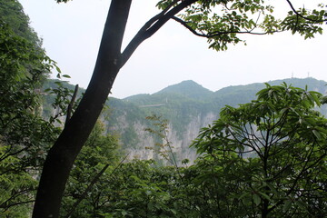 trees in the mountains