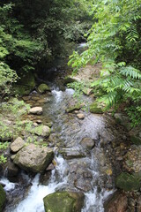 stream in the forest