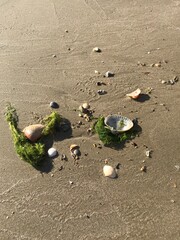 seashells