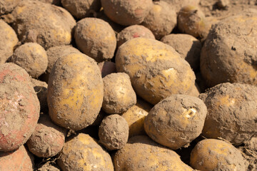 Potato harvest, sunny day, agriculture concept, close up